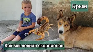 скорпионов в Крыму можно найти в старом саду