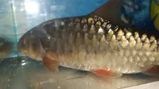 Ikan tambra sungai srayu/masher