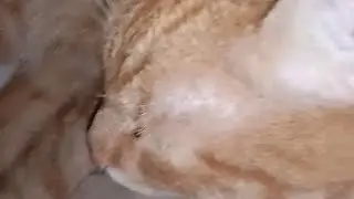 Кот храпит