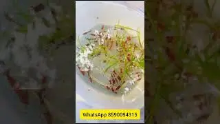 Offer Alert 🦐 shrimp Malayalam #shorts #viral #shortsvideoyoutube