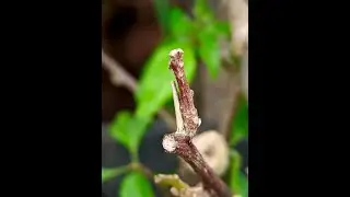 Foto Macro Tanpa Tambahan Lensa , Aplikasi Gcam LMC 8.4 R13 Fix Config Magig Color