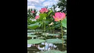 Генеральная линия в новой реальности. #утреннее пробуждение.  важно