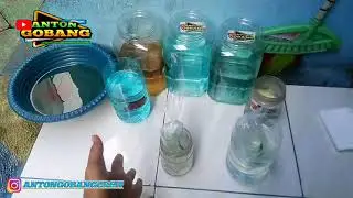 Unboxing box mistery ikan cupang..