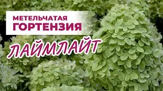Гортензия Лаймлайт: сорт с невероятными размерами