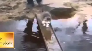 ПРИКОЛЫ С ЖИВОТНЫМИ