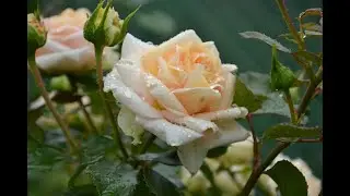 Роза кустовая La Calissonne (Ла калисон) видео обзор