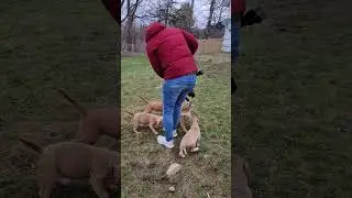 Just some very cute puppies being puppies 🥰 #ytshorts #dog #pets #puppy #dogdynasty #animals