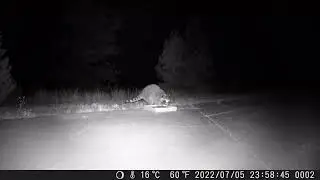 Nightly raccoon