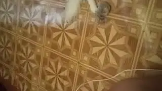 Новые игрушки кота Сени