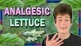 𝗪𝗜𝗟𝗗 𝗟𝗘𝗧𝗧𝗨𝗖𝗘 🥬 Therapeutic Herb for Pain Relief (It Grows Everywhere)