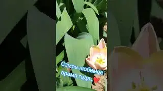 Цветение тюльпанов.Тюльпаны из луковицы после выгонки цветут на второй год высадки .#тюльпан #цветы