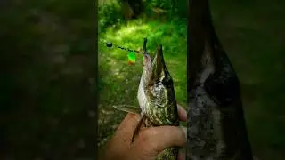 Без осевая блесна вертушка успешно ловит щуку.