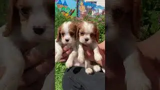 Малявочки ❤️ #любовь #puppy #счастье #кавалеркингчарльзспаниель