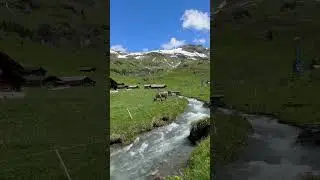 Typically Swiss: impressiv Mountains, small River and cows #switzerland #viral #youtubeshorts 🇨🇭