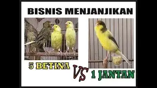 CARA INSTAN BETERNAK KENARI !!
