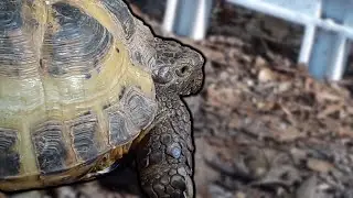 Rampaging Russian Tortoise Destroys My Backyard