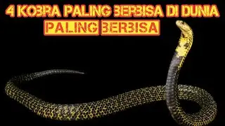 Kobra paling berbisa di dunia