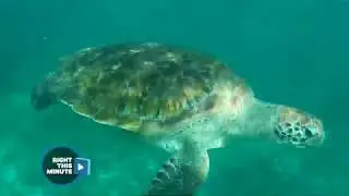 Rare Encounters With Remarkable Sea Creatures ( (Right This Minute TV Show)