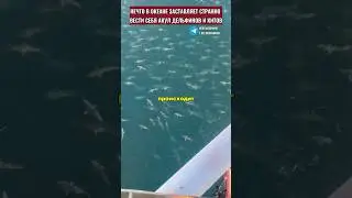 Something in the ocean is causing whales and dolphins to beach themselves.