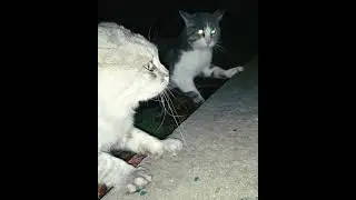 О чём говорят? Переведите! 😁