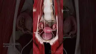 🌸 Supporting the Uterus: Understanding Its Ligaments 🌸  #UterusAnatomy #ReproductiveHealth
