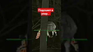 охота на кабана. подошëл в упор