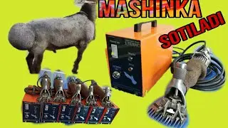 QO'Y JUNINI OLADIGAN MASHINKA SOTILADI