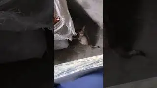 tarzan🐈‍⬛🤣