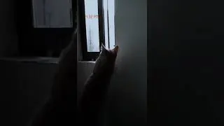 Orange cat escaping from home #catshorts #cat