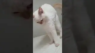 Видео моего котика Бусика