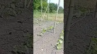 кс-90 после заморозка.