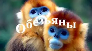 Звуковые эффекты животных для видео монтажа