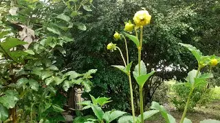 DICAS! Fazendo mudas de Dalias na chácara.