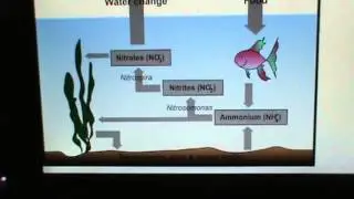 nitrogen cycle in your fish tank.