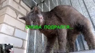 Раненный кот в боях с котами не покидает свой боевой пост