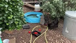 A Tour of ALL The Most Popular Pests on Backyard Chickens