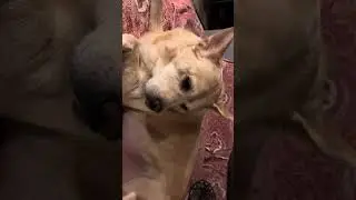 Ako po ay si CHUBI, Shibalab or Shiba Inu