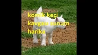 Komik köy hayatı keçilerin savaşı komik sunum