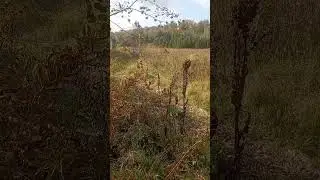 Дружные рысята