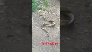 Snake meeting ... #snake_romance