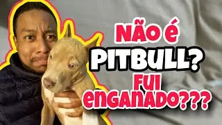 Meu filhote é pitbull? Como saber se comprei certo?