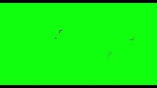 🕊️ FREE Bird Flying Green Screen Effects | HD Footage for Video Editors!