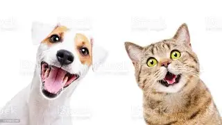 cat videos | Funny Video | comedy videos |  Crazy Videos| funny animal video| cat & dog funny video