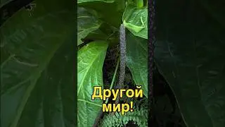Садовый центр «Красная Нива» 