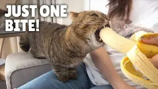 LuLu’s Obsessed with Bananas! | Kittisaurus