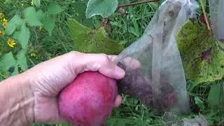 Sept garden and nature update