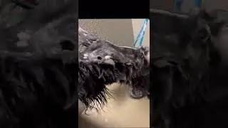Scottie gets a bath