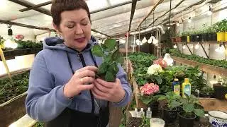 Как сформировать кустик  гортензии и взять черенок. Адаптация….23.02