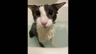 soggy cat fancam (the soggiest video of all time)