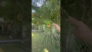 Pine Tree yellow pollen @Patiala